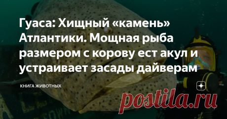 Гуаса: Хищный «камень» Атлантики. Мощная рыба размером с корову ест акул и устраивает засады дайверам Никогда не доверяй камням в океане. НИКОГДА. Булыжником на морском дне может оказаться что угодно: ядовитый гад, агрессивный монстр или рыба-трансгендер размером с корову! Последний, кстати, наш сегодняшний гость. Просим любить и жаловать — тигровый малоглазый групер, он же гуаса!  Гуаса — крайне интересный персонаж. По систематике — обычный окунь, а по факту — гигантская ...