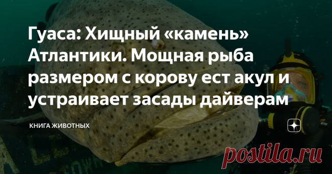 Гуаса: Хищный «камень» Атлантики. Мощная рыба размером с корову ест акул и устраивает засады дайверам Никогда не доверяй камням в океане. НИКОГДА. Булыжником на морском дне может оказаться что угодно: ядовитый гад, агрессивный монстр или рыба-трансгендер размером с корову! Последний, кстати, наш сегодняшний гость. Просим любить и жаловать — тигровый малоглазый групер, он же гуаса!  Гуаса — крайне интересный персонаж. По систематике — обычный окунь, а по факту — гигантская ...