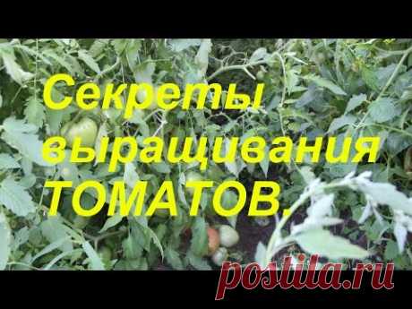 Мои секреты выращивания томатов.