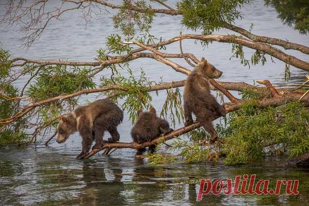 Медвежата в кадре Максима Логунова: nat-geo.ru/community/user/209101