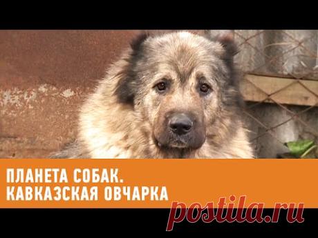 Планета собак. Кавказская овчарка