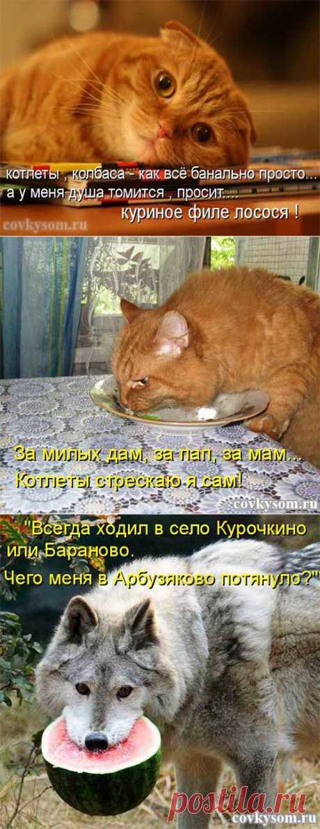 Куриное филе лосося - кулинарный юмор | Со вкусом