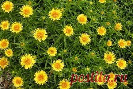 Девясил: свойства, применение, рецепты / Будьте здоровы