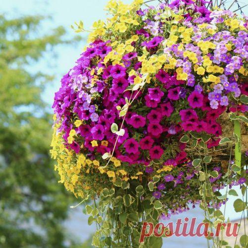 Личные секреты легкого выращивания рассады петуний