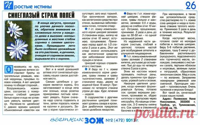 Цикорий