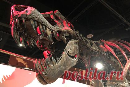 Определено время падения убившего динозавров астероида. Международная группа ученых определила, что падение астероида, которое привело к вымиранию динозавров, произошло весной. К такому выводу исследователи пришли на основе анализа останков рыб, погибших сразу после удара. Скелеты животных были извлечены из месторождения окаменелостей Танис в Северной Дакоте.