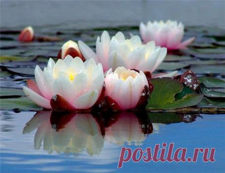 В НЕЖНО-РОЗОВЫХ ТОНАХ.