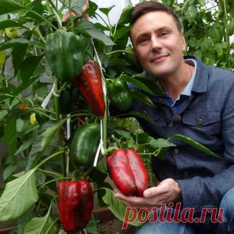 Сорта сладких перцев, которые посею в этом сезоне | Виталий Декабрев | Яндекс Дзен