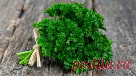 ПУЧОК ПЕТРУШКИ НУЖЕН КАЖДОМУ