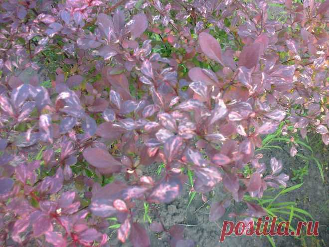 Барбарис Тунберга "Арлекин" (Berberis thunbergii "Harlequin")
