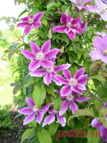 Как размножить клематисы отводками - Садоводка