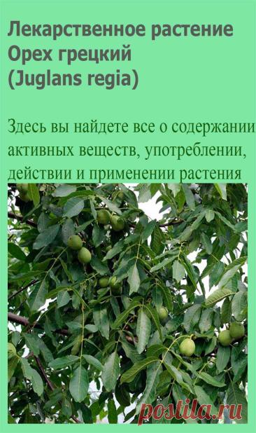 Лекарственное растение Орех грецкий (Juglans regia). Дерево высотой до 25 м с серой, с возрастом становящейся продольно-трещиноватой корой и шарообразной кроной. Листья перистые, с 7-9 обратнояйцевидными до эллиптических цельнокрайних листочков, которые могут быть длиной до 15 см. С нижней стороны опушены только уголки жилок.