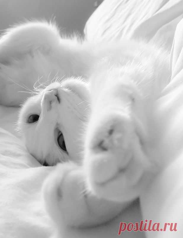 { pure } | Flickr - Photo Sharing!
