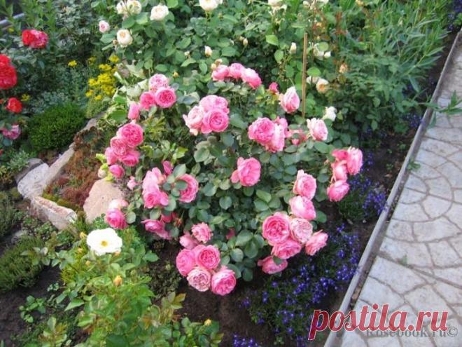 Галерея - Leonardo da Vinci (MEIdeauri) :: Энциклопедия роз