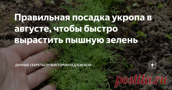 Правильная посадка укропа в августе, чтобы быстро вырастить пышную зелень Лето в этом году довольно прохладно и дождливое. Поэтому укроп в грунте плохо растет. Чтобы не остаться осенью без зелени я на днях посеяла укроп. Расскажу подробнее, как можно посадить укроп, чтобы он быстро взошел и дал пышную зелень.
