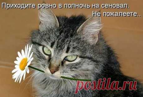 И снова о котах...:) | Наш дом