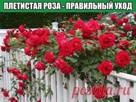 Плетистая роза - правильный уход
Знаю, это случалось с вами — ваша плетистая роза вас разочаровывала. Вместо буйного водопада цветов у вас на даче рос вполне обычный кустик роз, который никак не тянул на звание «королевы сада».
Вы покупали розы, правильно высаживали их, обрезали, ставили для них опору, но роза цвела только на верхушке куста.
Никакой восхитительной стены из роз не было!
Что вы сделали не так? в чем секрет правильного ухода за плетистой розой?
Ничего страшного не произошло: в