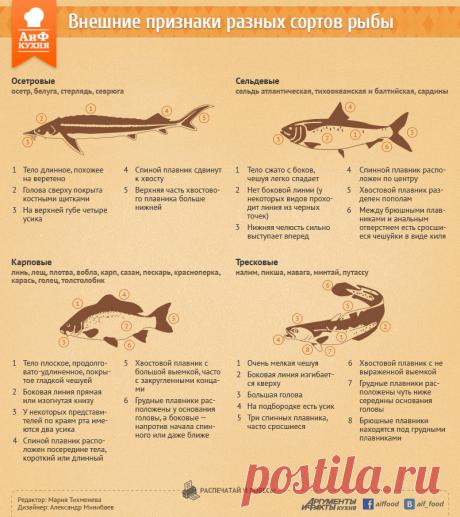 Как отличить дорогую рыбу от дешевой. Инфографика | Продукты и напитки | Кухня | Аргументы и Факты
