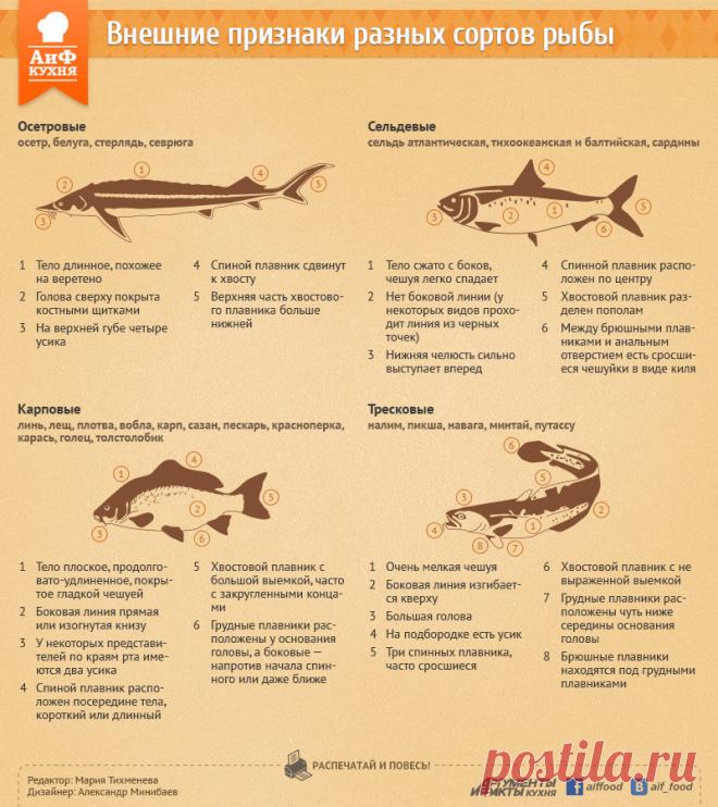 Как отличить дорогую рыбу от дешевой. Инфографика | Продукты и напитки | Кухня | Аргументы и Факты