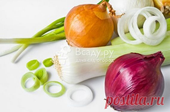Зеленый лук польза и вред для здоровья, лекарственные свойства Польза зеленого лука и противопоказания для мужчин и женщин, беременных и кормящих мам. Репчатый лук польза и вред при заболеваниях, содержание витаминов