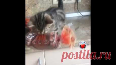 Запасливый котик))))