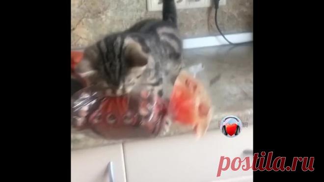 Запасливый котик))))