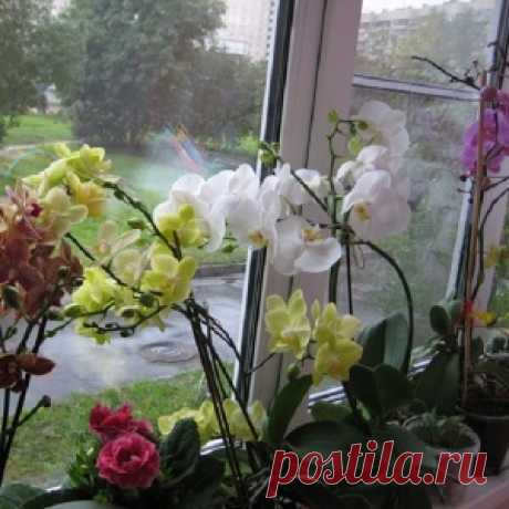 Луково-чесночные завитушки - МирТесен