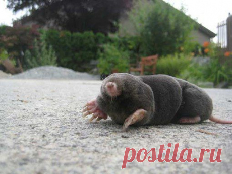 ИЗГНАНИЕ КРОТА ИЗ САДОВО-ОГОРОДНОГО ЭДЕМА