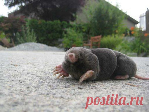 ИЗГНАНИЕ КРОТА ИЗ САДОВО-ОГОРОДНОГО ЭДЕМА