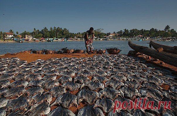 Заготовка солено-сушеной рыбы в Негомбо, Шри-Ланка / Богатая добыча