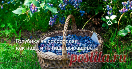 Голубика высокорослая — как надо и не надо выращивать В садах мы выращиваем голубику высокорослую (Vaccinium corymbosum), более капризную чем голубика обыкновенная, и несколько менее полезную пришелицу из Северной Америки. Такие вот мы, садоводы.