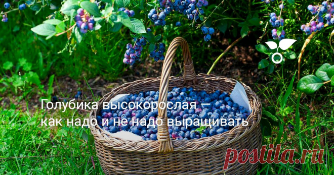 Голубика высокорослая — как надо и не надо выращивать В садах мы выращиваем голубику высокорослую (Vaccinium corymbosum), более капризную чем голубика обыкновенная, и несколько менее полезную пришелицу из Северной Америки. Такие вот мы, садоводы.