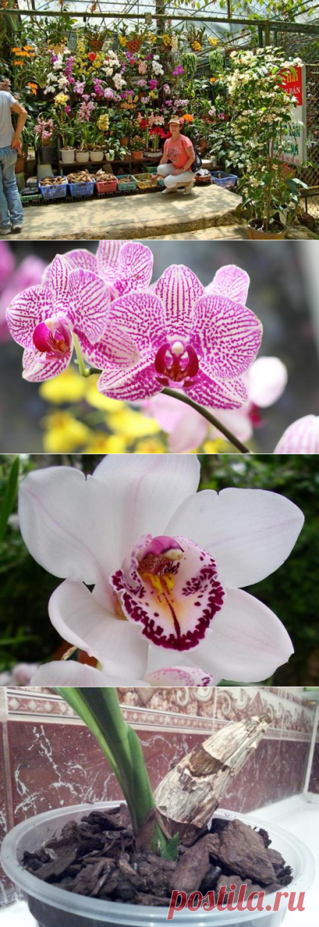 Как посадить орхидею из Вьетнама: рекомендации по пересадке