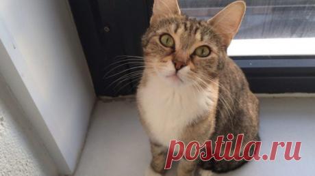 От предложенной еды кошак, а точнее комок костей и больших глаз, отказался, но… — Лап-Ушки.com — любимые животные