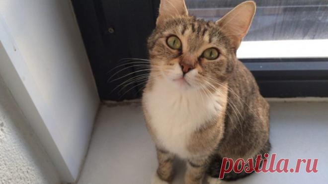 От предложенной еды кошак, а точнее комок костей и больших глаз, отказался, но… — Лап-Ушки.com — любимые животные