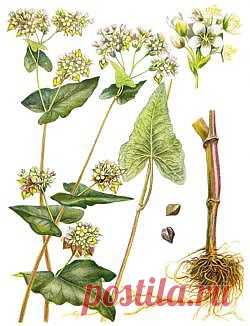 Когда густо, когда пусто - Зеленая аптека - Архив Вестника ЗОЖ - Газета Вестник ЗОЖ. Народная медицина. 
Гречиха посевная.