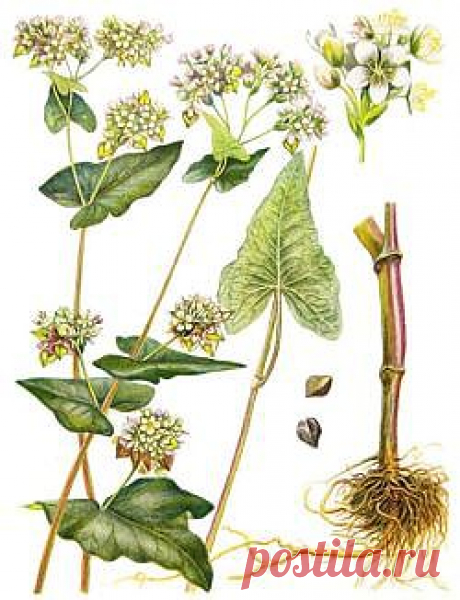 Когда густо, когда пусто - Зеленая аптека - Архив Вестника ЗОЖ - Газета Вестник ЗОЖ. Народная медицина. 
Гречиха посевная.