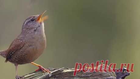 Прекрасные трели пташки поют нам про доброе утро