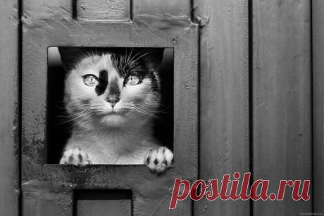 О котах и кошках. Пять историй | Православие и мир