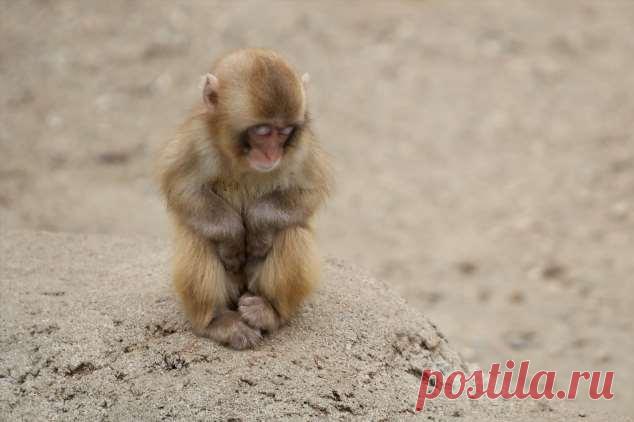 Пуси-пуси юмор для девушек и женщин. Подборка прикольных картинок и фото №ofigennaja-54521007052020 | Офигенная