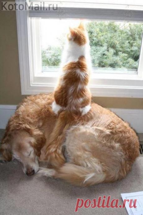 Вместо табурета | KotoMail.ru