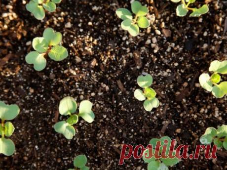 Чем подкормить редис, в том числе после всходов, а также народные средства удобрения