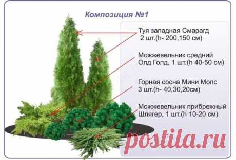Готовые хвойные композиции