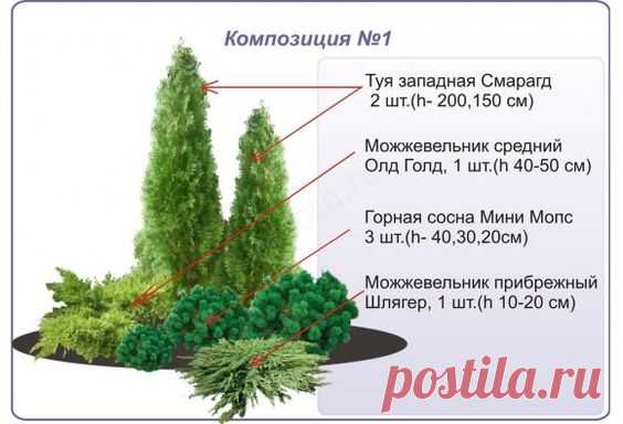 Готовые хвойные композиции