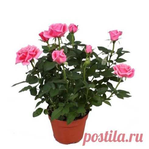 Секреты выращивания роз!