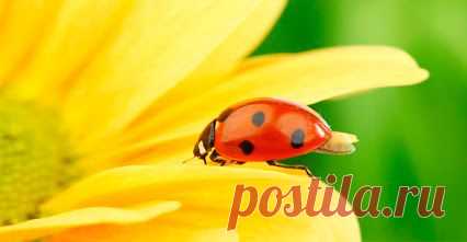 PSYINFO: ПСИХОЛОГИЯ – Разное – Сообщество – Google+