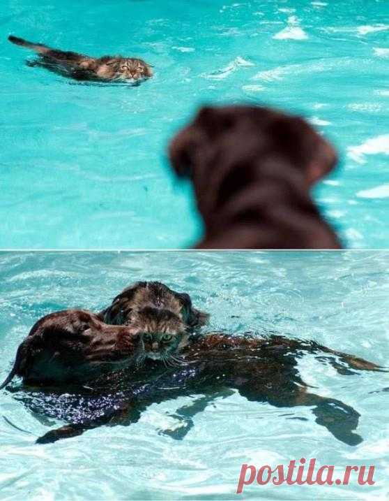 Друг в беде не бросит