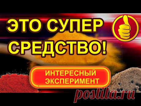 КУРКУМА с перцем  МЕГА эксперимент