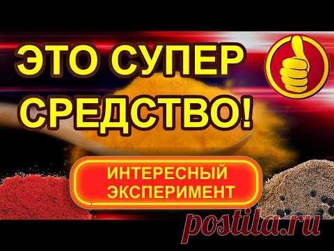 КУРКУМА с перцем  МЕГА эксперимент