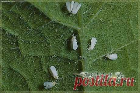 Белокрылка. Методы борьбы в теплице и на комнатных растениях. .